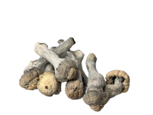 MVP Psilocybin Cubensis strain