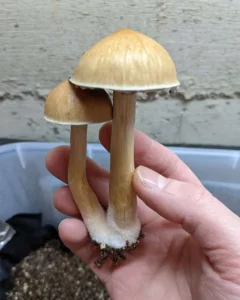 stingray magic mushrooms
