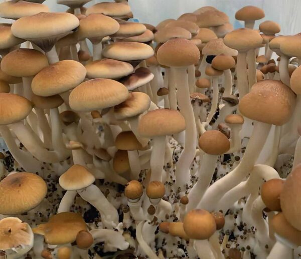 burma magic mushrooms