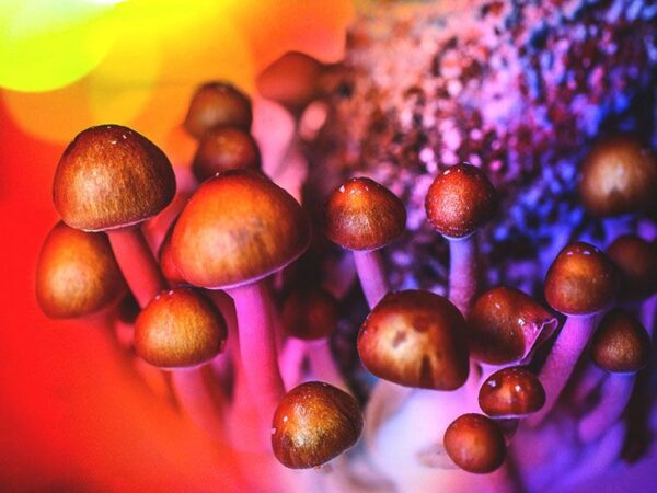 taft Psychedelic Mushrooms