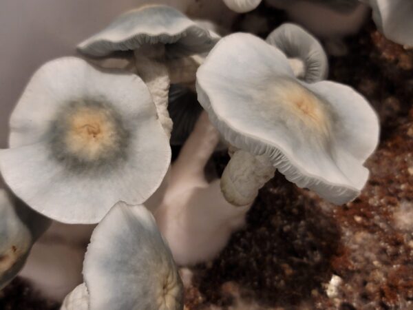 Albino fruits with just a hint of cream color on the caps, they eventually blue in the most phenomenal ways.