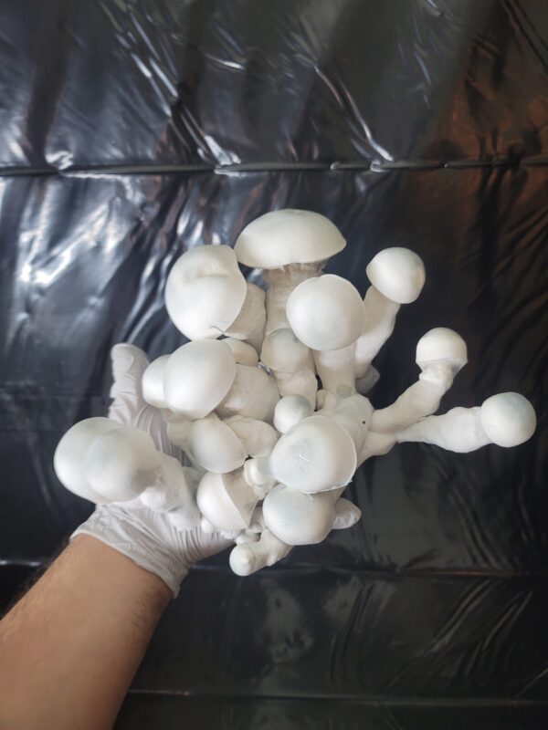 Albino Penis Envy x Melmac Cubensis Mushroom Cultures Available here