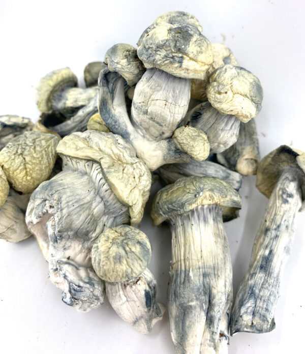 Makilla Gorilla Cubensis LCs Available here!