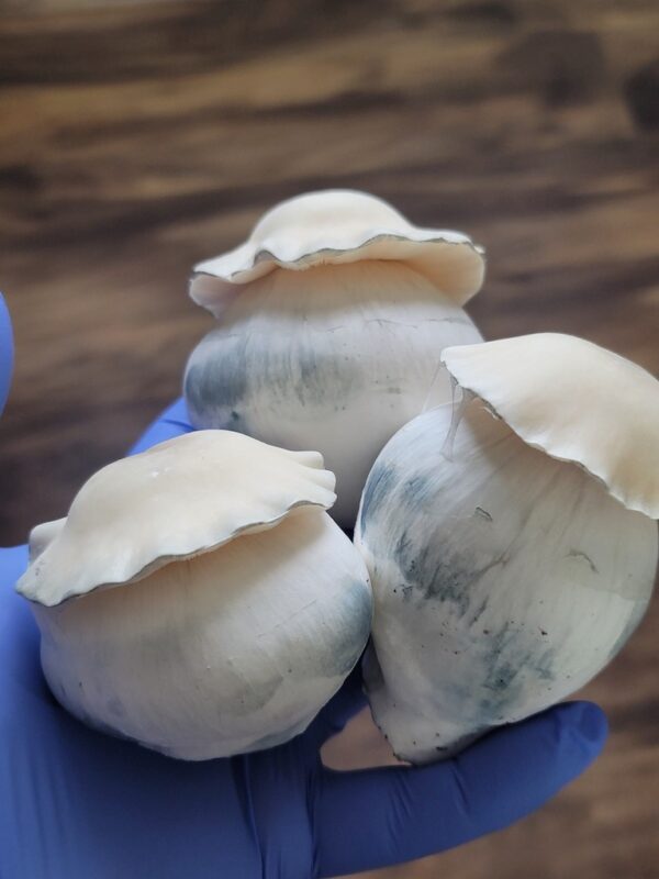 Bluey Vuitton Cubensis Mushroom Cultures sold here